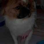 پیکینیز میکس پامر خرسی