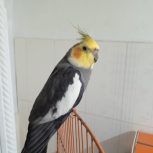 یک جفت عروس هلندی مست آماده نرسخنگوحرف