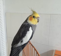 یک جفت عروس هلندی مست آماده نرسخنگوحرف