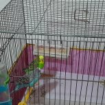 یک جفت مرغ عشق اماده تخم گزاری نرو ماده