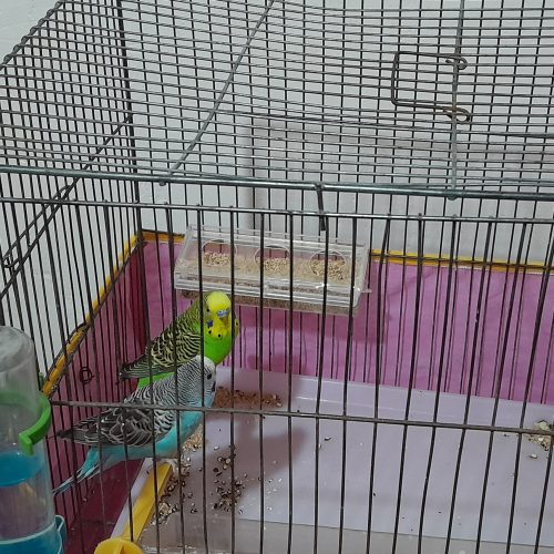 یک جفت مرغ عشق اماده تخم گزاری نرو ماده