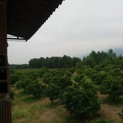 فروش زمین کشاورزی