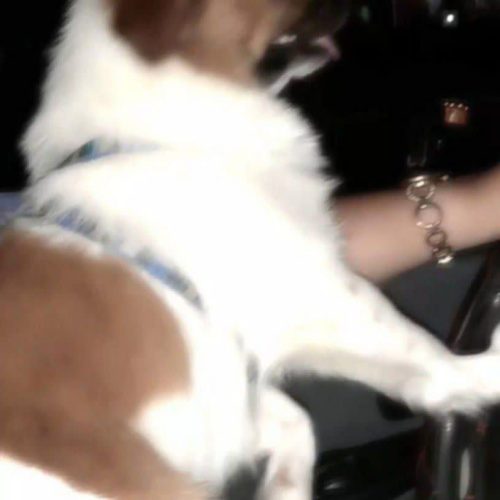 پیکینیز میکس پامر خرسی