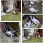 کبوترفروشی