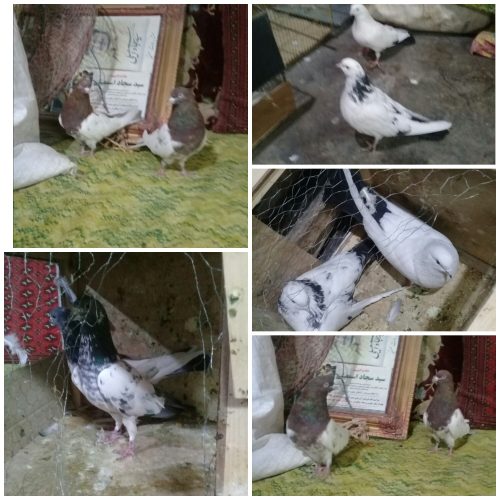 کبوترفروشی