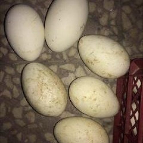 فروش تخم نطفه دار قاز