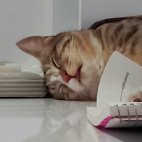 گربه نر سالم ، نژاد DSH موی کوتاه ، واکسن زده ، تنها گربه بغلی که میتونین داشته باشینش