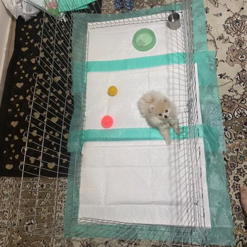 فروش سگ خانگی