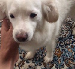 سالم و تمیز