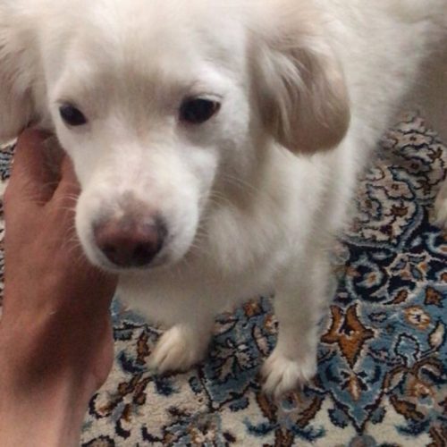 سالم و تمیز