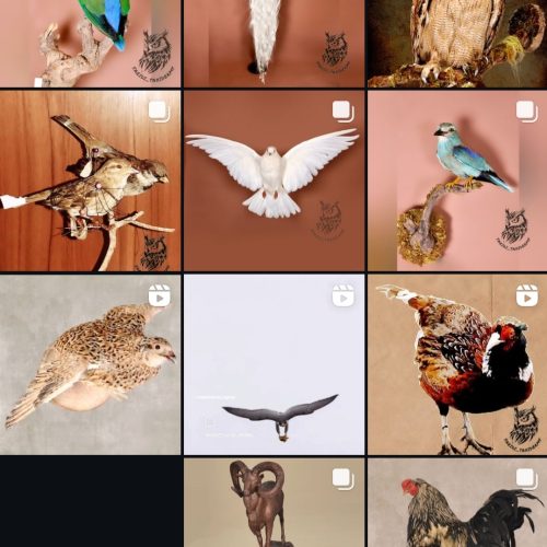 پرنده دکوری