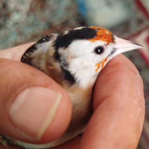 سهره نشوندار نر