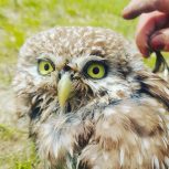 کارگری همهکار