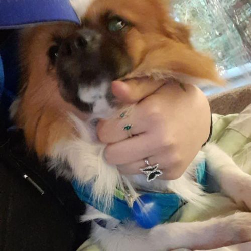 پیکینیز میکس پامر خرسی