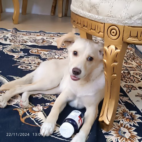 توله سگ خونگی
