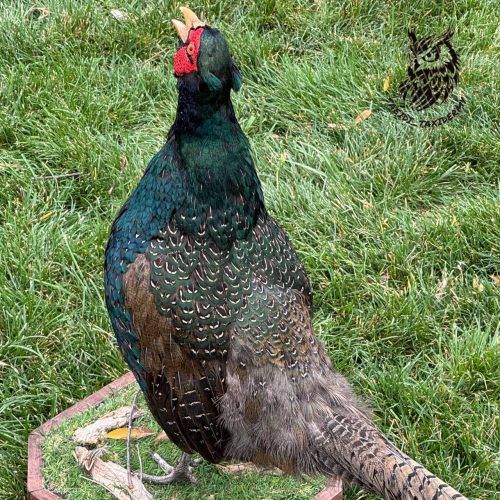 پرنده دکوری