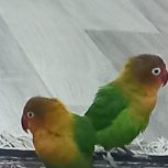 طوطی برزیلی