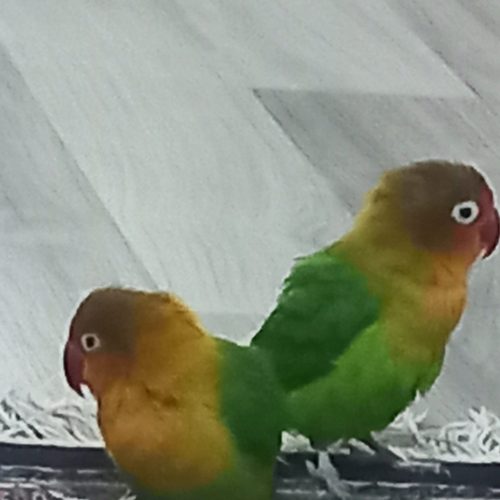 طوطی برزیلی