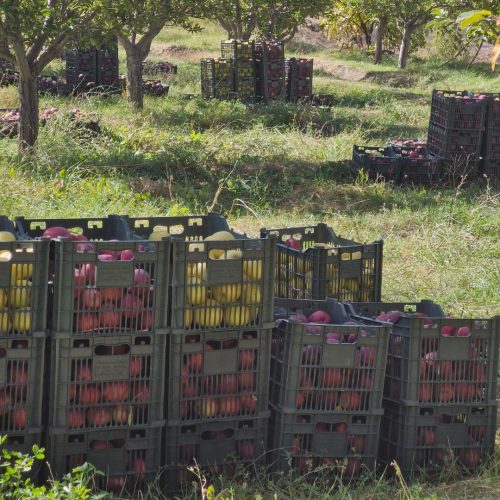 فروش باغ سیب