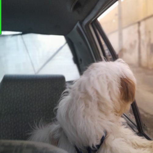 حیوان خانگی