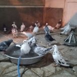 تعداد 30 عدد کفتر سرور پایه هم دانه 250