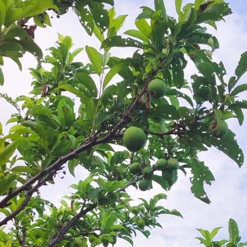 فروش باغ میوه