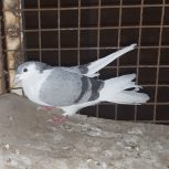 کبوتر دمگیر گچی