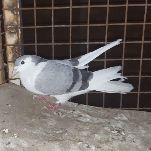 کبوتر دمگیر گچی