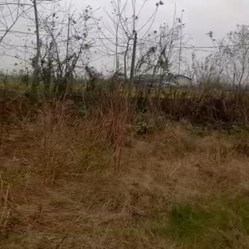 زمین باغی و شالیزار