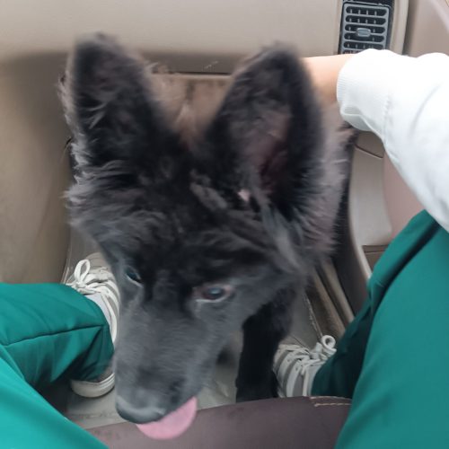 سگ ژرمن بلک نر