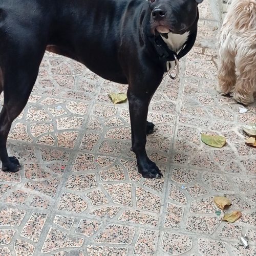 پیتبول انگیلیسی مشکی ماده