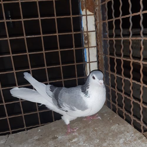 کبوتر دمگیر گچی