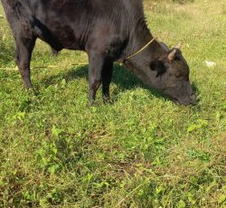 ورزا یک ساله