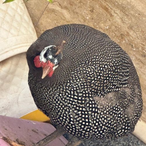 مرغ تک شاخ هندی