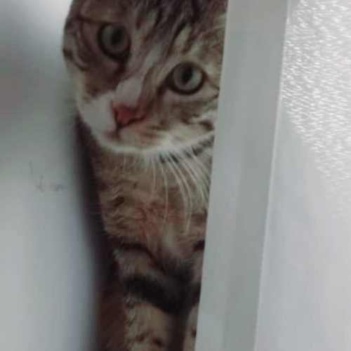 گربه نر سالم ، نژاد DSH موی کوتاه ، واکسن زده ، تنها گربه بغلی که میتونین داشته باشینش