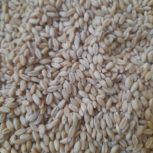 گندم سمنویی