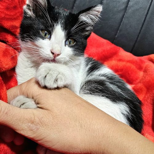 گربه سه ماهه واگذاری