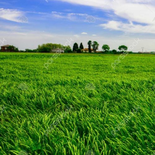 فروش 1827متر زمین کشاورزی با بر 16نیم بر آسفالت