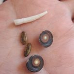 مهره مار اصلی