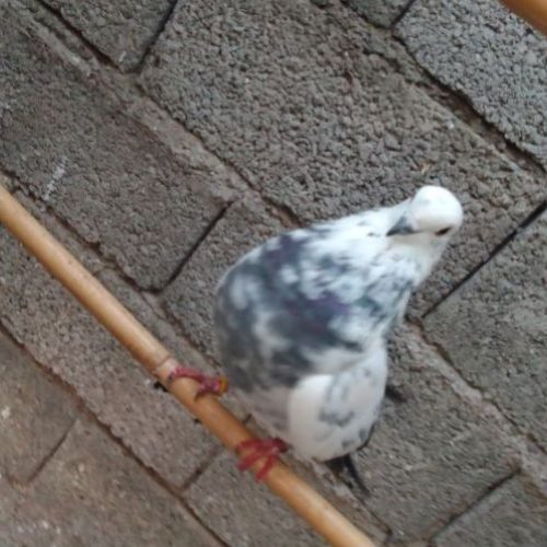 کبوتر ساعت بالا بشرط