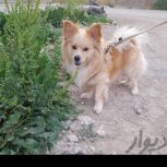 کاملا سالم و سرحال و بازیگوش و مهربون . لطفا اگر شرایط نگه داریشو دارید تماس بگیرید . اگر میخواید تو حیاط نگه دارید و حیوان ازاری کنید لطفا تحت هیچ شرایط تماس نگیرید نه خودتون گناه وار کنید نه حیوان زبان بسته رو اذیت کنید