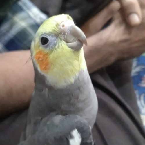 دو جفت عروس پاریس فقط نر  سخنگو است