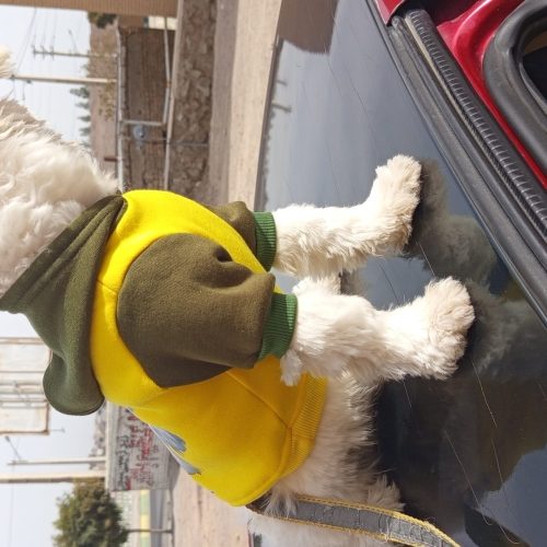 سگ شیتزو پودل