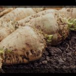 فروش چغند تازع با عیار بالا
