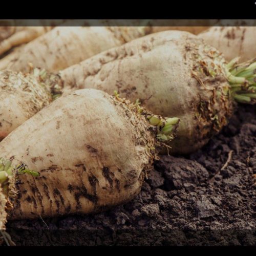 فروش چغند تازع با عیار بالا