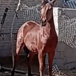 مادیان ترکی 4سال