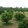 فروش زمین کشاورزی