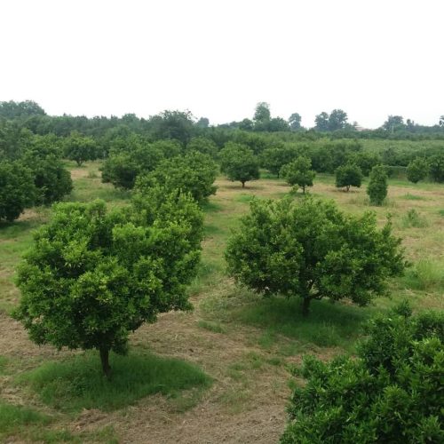 فروش زمین کشاورزی