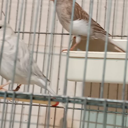 قناری نرمست 5 عدد