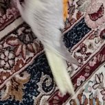 جوجه عروس هلنوی ماده ارزون خور